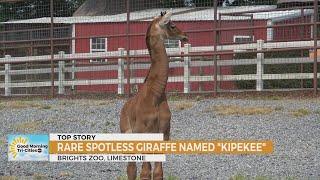 Brights Zoo’s spotless giraffe named Kipekee