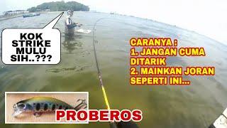 Trik Memainkan Minnow Saat Casting Agar Strike - Minnow Proberos - Ultralight Fishing