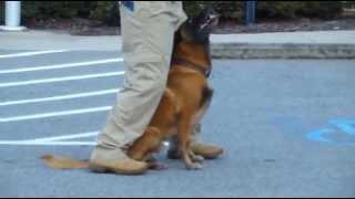 Police K9 Tactical Obedience Training