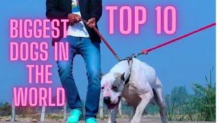 10 Biggest Dogs in the World - woof world