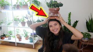 Why I Bottom Water Houseplants