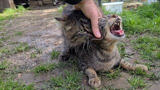 Male cat thinks other male cat is female.