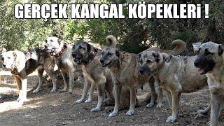 GERÇEK KANGAL KÖPEKLERİ ! HEPSİ BİRER TARİHİ ESER - KURT BOĞAN KANGAL KÖPEĞİ ( ANADOLU ASLANLARI ! )