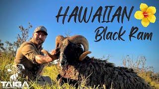 Hawaiian Black Ram hunt on the Kona Coast!