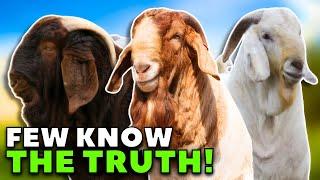 Which breed is the best? NOBODY KNOWS THE TRUTH!