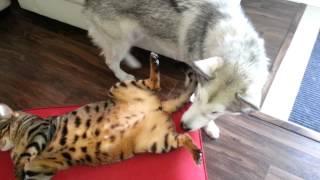 Dog lick the cat