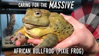 Setting Up a Truly GIANT Frog: Meet my New 7" AFRICAN BULLFROG!