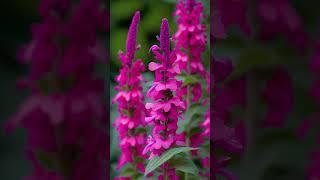 This flower is salvia.