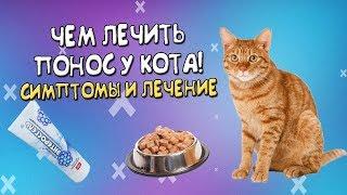 Что делать если понос у кота? Чем лечить!