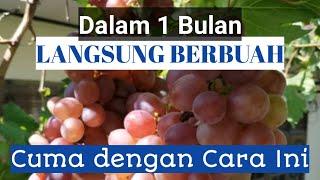 Cara Membuat Anggur Cepat Berbuah - Paling Mudah