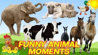 CUTE LITTLE ANIMALS - CAT, DOG, CHICKEN, COW, ELEPHANT, HORSE - ANIMAL SOUNDS | FUNNY ANIMAL MOMENTS