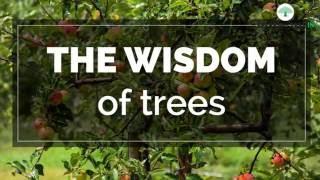 The wisdom of trees | Spiritual Enlightenment