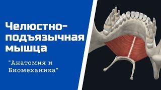 Челюстно-подъязычная мышца. Анатомия в 3D