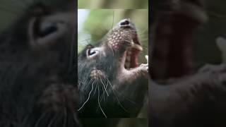 Myth or Monster#tasmaniandevil#predator#animallover#animalfacts#animallife#youtubeshorts#shortsfeed