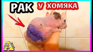 СПАСЕНИЕ лысого ХОМЯКА Бетти / Бетти-ЖИВИ / История спасения / Alisa Easy Pets