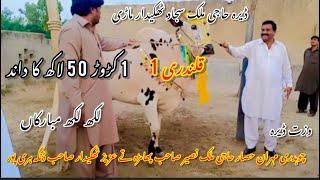Dera Malik Sajjad Thikdar Mari Dand Qalandri 1 Wisit Dera Bull Race in Pakistan