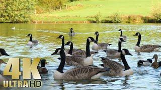 Feeding Canada Geese and Ducks on a Beautiful Lake - Nature Relaxation - 4K - All Natural Sound