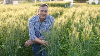 Heat Tolerant Wheat: improving yield through heat tolerance