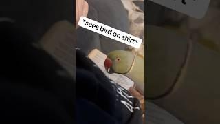 A new friend?!  #talkingbird #talkingparrot #cuteanimals #funnyanimals #friend #shirts #funny