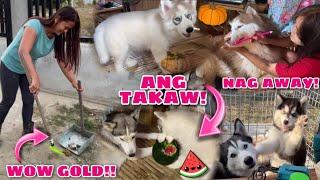A Day In A Life With 12 Siberian Huskies | Husky Pack TV
