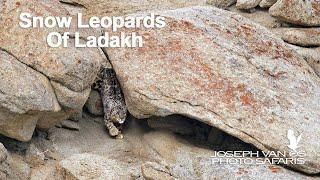 Snow Leopards of Ladakh