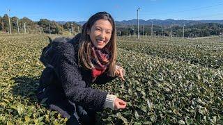 From Leaf to Brew: The Secrets of Japanese Tea Production