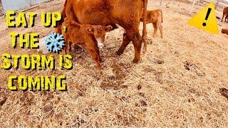 Beef Cattle Ranch  deals with all Four SEASONS in 1.5 days!️ ️