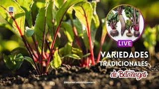 Growing beetroot || Traditional varieties