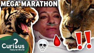 The World's DEADLIEST Predators, Caught On Camera! 🩸 | MEGA MARATHON | Curious?: Natural World