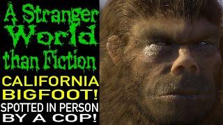 A Police Officer in California Saw The Body Of A Huge Bigfoot Near The Highway