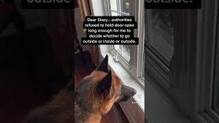 Dear Diary #funny #dog #comedy