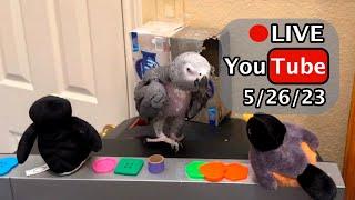 Einstein Parrot FB Live Replay 5/26/23