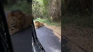 Lion roars   #lion #angrylion #animals