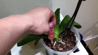 Orchid Care For Beginners (Part 1)