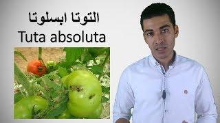 خطوه بخطوه برنامج مكافحة التوتا ابسلوتا Tuta absoluta