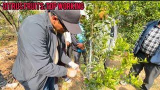 Citrus fruits: Top working training video