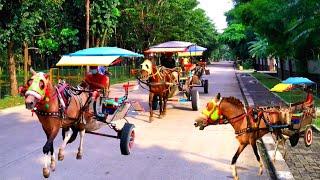 Aldebaran Melihat 2 Kuda Delman Jalan Jalan di Kawasan Menuju Pangkalan ~  Dj Tiktok terbaru