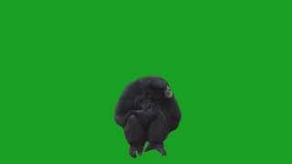 Monkey on Green Screen