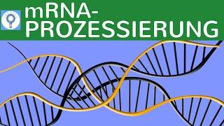m RNA-Prozessierung - Genetisches System & Proteinbiosynthese bei Eukaryoten einfach erklärt
