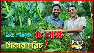 ১৫ শতকে ৫ লক্ষ টাকার মরিচ!  তবে কি শেরপুরের সাইফুলের রেকর্ড ভাঙ্গতে চলেছে টাঙ্গাইলের হাতেম ভাই? 