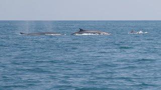 Norfolk Canyon - Pelagic Wildlife Exploration