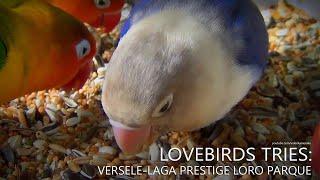 Lovebirds Tries Versele-Laga Prestige Loro Parque - Lovebird Fischeri and Lovebird Personata