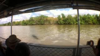 Saltwater Crocodile attempts attack on Tour Guide