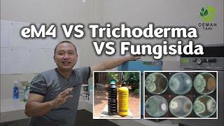 TRICHODERMA VS EM4