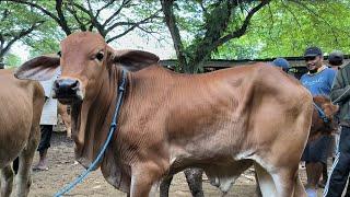 8.000 !! Brahman Super Calon Jumbo Harga Murah Meriah !! Pasar Sapi Jatirogo