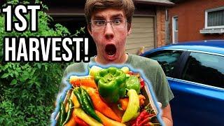 Abundant First Vegetable HARVEST From The Organic Vegetable Garden | LucasGrowsBest