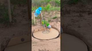 Innovation Easy Unique Parrot Trap #youtubeshorts