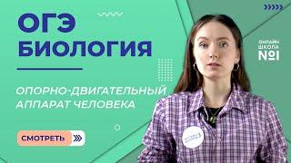 Опора и движение. Опорно-двигательный аппарат. Биология ОГЭ.