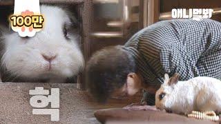 Rabbit To Become Buddha As She Witnessed Her Family's Death