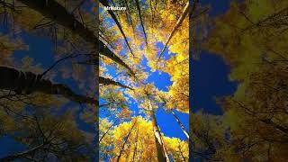 || MrNature || Relaxing short video of trees || 4k || #nature #trending #beautiful